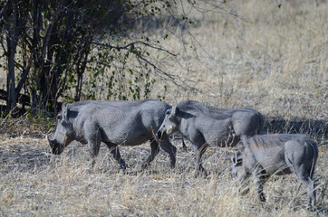 A family of warthogs in a nature reserve in Zululand, South Africa 