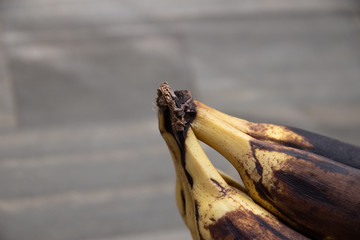 Cacho de bananas mofadas, podres, passadas, pretas