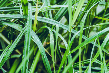 forest plants, green leaves and young growth as grass carpet