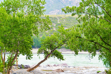 tree leaned over water, swift current of stream in rocky bed, mountain river on sunny day