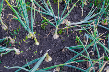 bulbs and green stems grow in garden, growing onions on farm