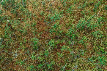 forest plants, green leaves and young growth as grass carpet