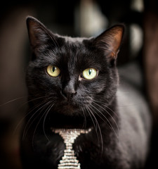 A portrait of a black cat with green and yellow eyes wearing a diamond studded tie collar.