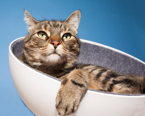 Tabby cat sitting in a circular bowl chair looking up.