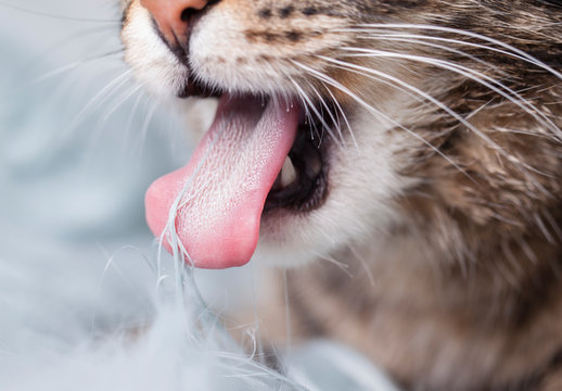 A closeup macro image of a cats tongue licking the threads of a blue blanket.