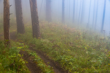 thick misterious fog in forest, mystical dirt road in haze, smoke from fire forest