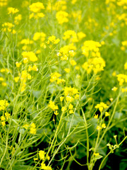 春の浜離宮恩賜庭園で咲く菜の花