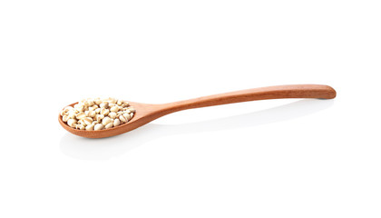 Job`s tears,Adlay,millet or Pivot in wooden spoon isolated on white background.Scientific name is Cox lacrima job.,Harb.cereal.