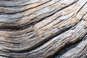 texture of old dry tree trunk
