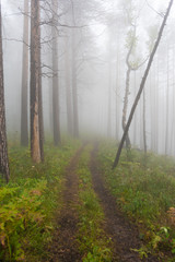 Naklejka premium thick misterious fog in forest, mystical dirt road in haze, smoke from fire forest