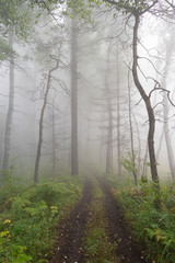 early morning in summer forest, dirt road in mystical fog, haze in branches of trees