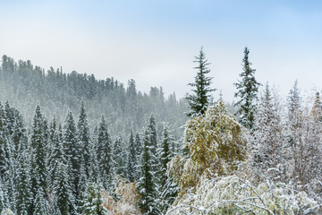 first snowfall in autumn forest, snow on yellow leaves of trees, sudden cold snap