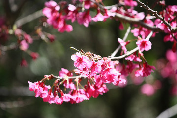 Fototapeta na wymiar closed up Wild Himalayan Cherry flower on blurred background