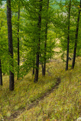 grove of conifers on hillside, hiking in  forest of larch, tourist trip to nature