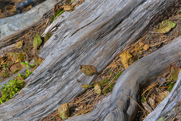Obraz premium texture of old dry tree trunk