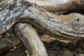powerful thick roots and branches of cedar, dry curve of tree trunk without bark