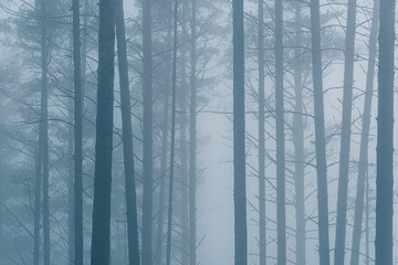 mystical forest in haze, tree trunks in morning fog, mysterious crime scene, smoke in forest fire