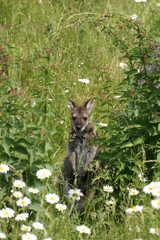 Kangaroo in a meadow with daisies