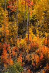 Colorful autumn trees along Last dollar road in Colorado