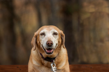 Senior golden lab