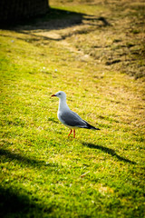 A portrait seagull standing on a grassland with San Remo bridge background