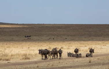 Fototapeta na wymiar Wildebeest gathered at masai mara during Migration months ,Kenya,Africa