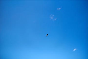 Selective focus Birds flying in the sky In order to return to his own nest