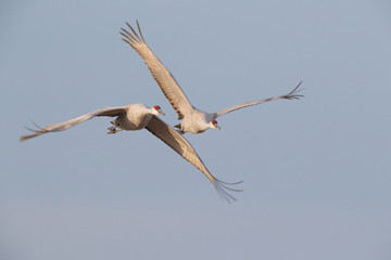 Sandhill Crane Bosque del Apache Wildlife Reserve New Mexico USA