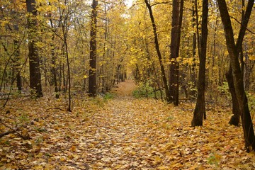 Fototapeta premium The enchanting beauty of autumn forest on a cloudy day