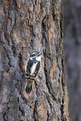 Small female downey woodpecker.