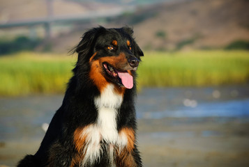 Australian Shepherd dog outdoor portrait