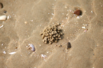Sand bubbler crab. Kkotji Beach in Taean-gun, South Korea