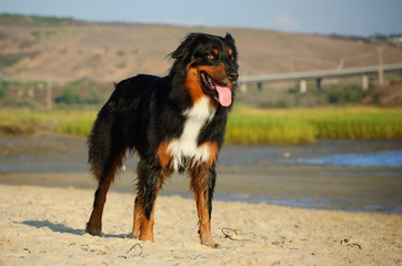 Fototapeta na wymiar Australian Shepherd dog standing on the beach
