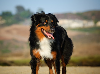 Australian Shepherd dog portrait at beach