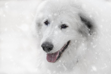 Livestock Guardian Dog