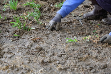 People planting grass to look after the saplings in the park.