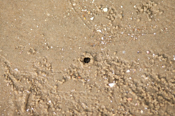 Fototapeta na wymiar Sand bubbler crab. Kkotji Beach in Taean-gun, South Korea