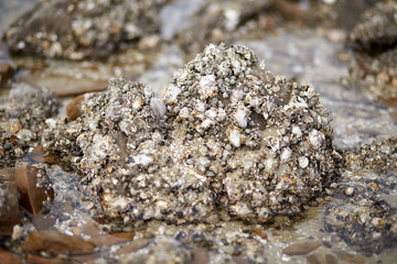 Barnacle. Kkotji Beach in Taean-gun, South Korea
