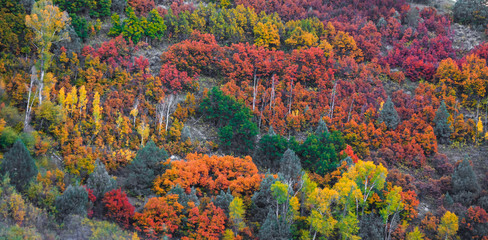 Autumn bushes,fall foliage in rocky mountains at Kebler pass