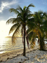 Obraz premium Landscape. Sunset view from the coastline. Beautiful natural background. Side view on a palm tree by the ocean. Vertical, free space, nobody. Concept of natural beauty.
