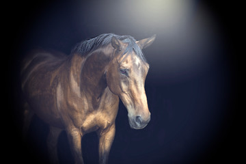 Fototapeta na wymiar Beautiful Horse Portrait with Black Background