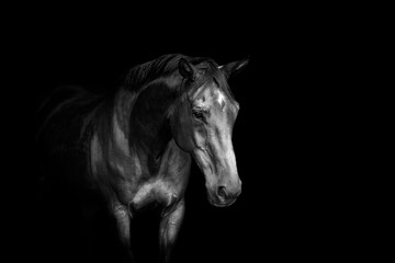 Obraz na płótnie Canvas Beautiful Horse Portrait with Black Background