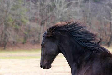 Beautiful Black Horse with Gorgeous Mane