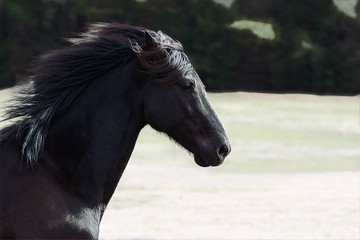 Obraz na płótnie Canvas Beautiful Black Horse with Gorgeous Mane