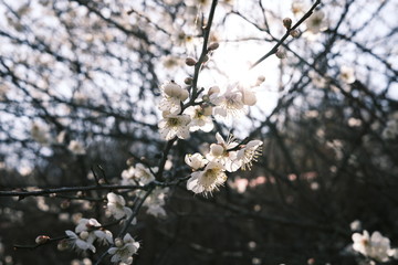 cherry blossom