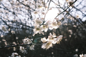 cherry blossom