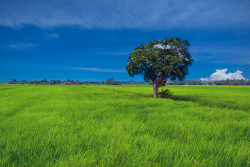 Fototapeta na wymiar View of tree over paddy fields at rural area of Sabak Bernam, Malaysia.