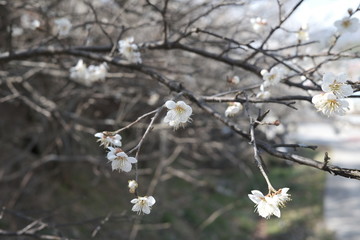 cherry blossom