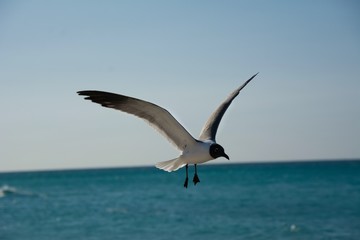 Mouette en vol au dessus de la mer des Caraïbes