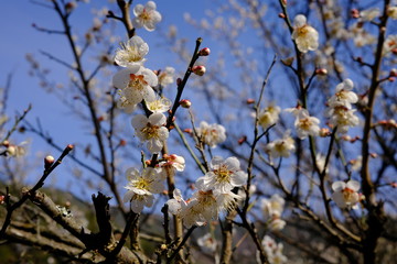 cherry blossom